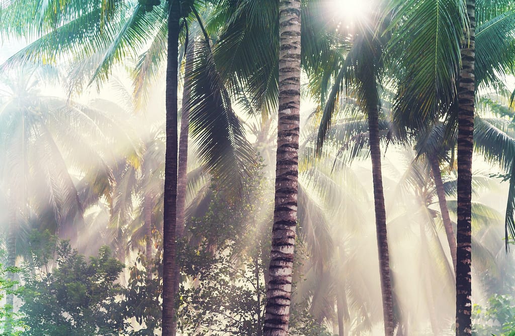 Jungle